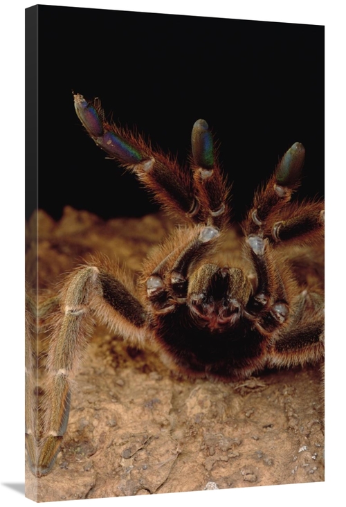 Global Gallery GCS-450796-36-142 36 in. Tarantula in Defensive Posture