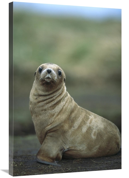 Global Gallery GCS-451623-2436-142 24 x 36 in. Hookers Sea Lion Pup