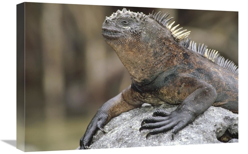 Global Gallery GCS-451316-1624-142 16 x 24 in. Marine Iguana Clings to