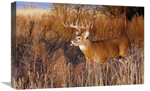 Global Gallery GCS-486647-22-142 22 in. Whitetail Buck Art Print - Vic