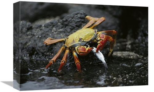 Global Gallery GCS-451752-1218-142 12 x 18 in. Sally Lightfoot Crab Fe