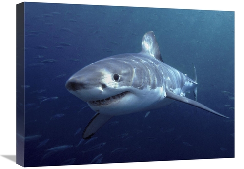 Global Gallery GCS-397960-1824-142 18 x 24 in. Great White Shark, 