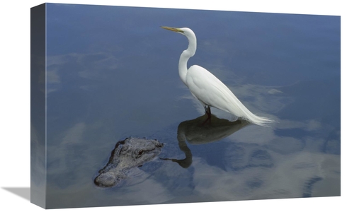 Global Gallery GCS-453376-1218-142 12 x 18 in. Great Egret Standing on