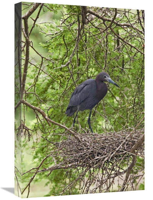 Global Gallery GCS-453353-1624-142 16 x 24 in. Little Blue Heron on Ne