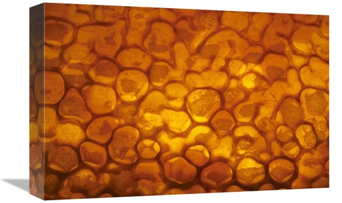 12 x 18 in. Honeycomb Cells Filled with Honey & Covered by Wax, Be