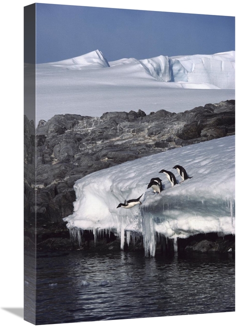 Global Gallery GCS-453394-1624-142 16 x 24 in. Five Adelie Penguins Di