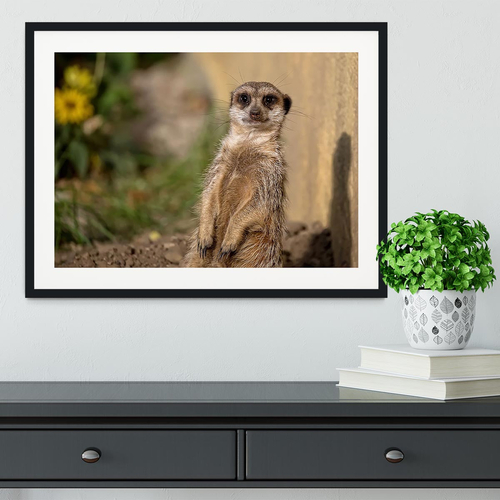 Meerkat in the wild portrait Framed Print