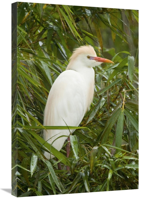 Global Gallery GCS-397327-2030-142 20 x 30 in. Cattle Egret in Breedin