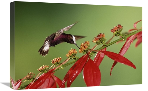 Global Gallery GCS-397245-1624-142 16 x 24 in. Snowcap A Hummingbird&#