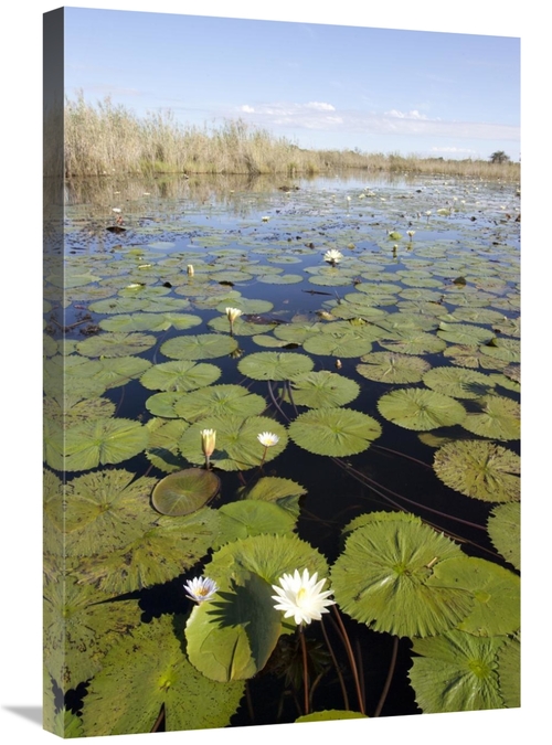 20 x 30 in. Water Lily Flowering, Okavango Delta, Botswana Art