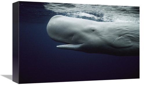 Global Gallery GCS-397711-1218-142 12 x 18 in. White Sperm Whale Portr