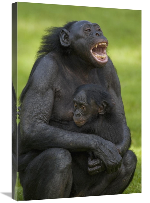20 x 30 in. Bonobo Mother & Baby, Native to Africa Art Print - San