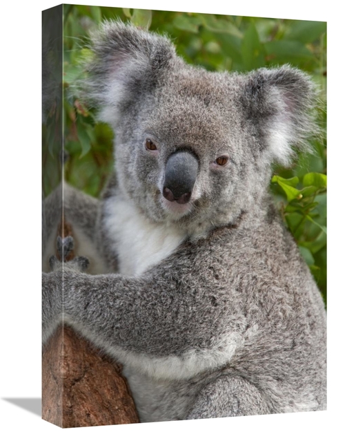 Global Gallery GCS-395287-1218-142 12 x 18 in. Koala, Australia Ar