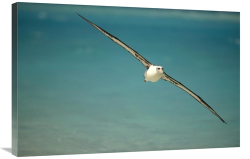 Global Gallery GCS-451435-2436-142 24 x 36 in. Laysan Albatross Flying