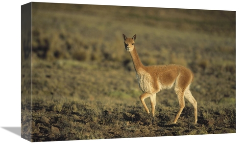 12 x 18 in. Vicuna, Pampa Galeras Nature Reserve, Peru Art Pri