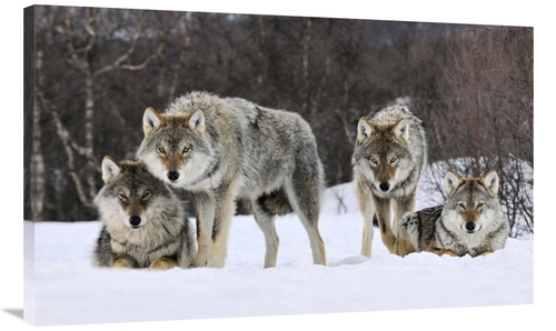 Global Gallery GCS-398259-40-142 40 in. Gray Wolf Group, Norway Ar
