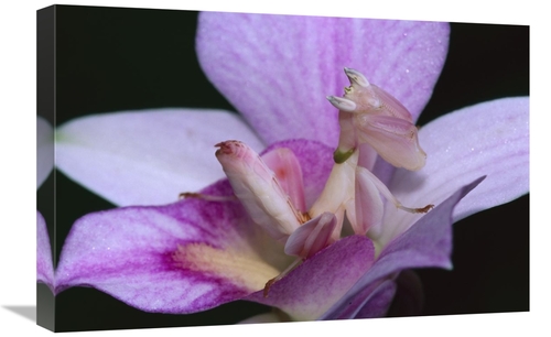 Global Gallery GCS-397665-1624-142 16 x 24 in. Orchid Mantis Female Mi