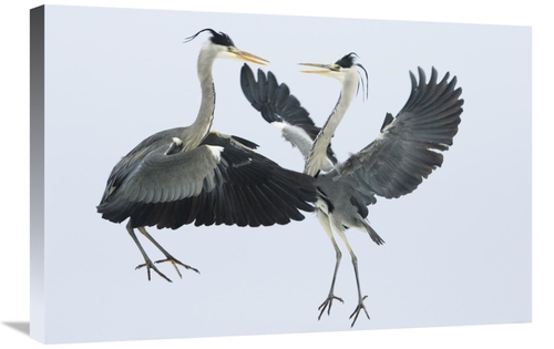 Global Gallery GCS-398492-2030-142 20 x 30 in. Grey Heron Pair Fightin