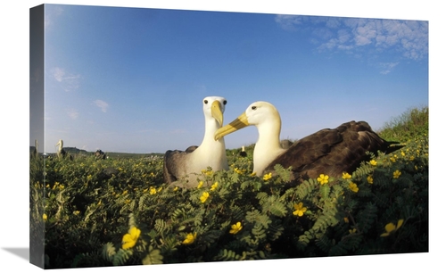 Global Gallery GCS-451359-1624-142 16 x 24 in. Waved Albatross Pair Bo
