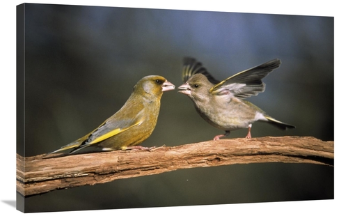 Global Gallery GCS-453596-2436-142 24 x 36 in. European Greenfinch Mal