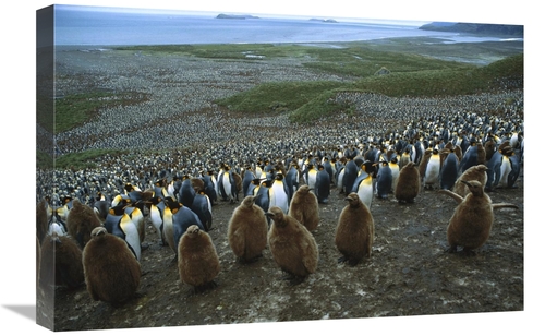 Global Gallery GCS-453389-1624-142 16 x 24 in. King Penguin Colony,