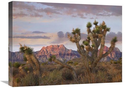 Global Gallery GCS-395951-1824-142 18 x 24 in. Joshua Tree & Spring Mo