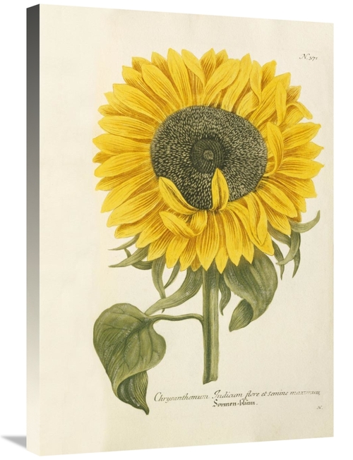 Global Gallery GCS-267567-30-142 30 in. Sun Flower Art Print - Johann 