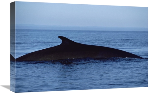 Global Gallery GCS-450570-1624-142 16 x 24 in. Fin Whale Silhouetted D