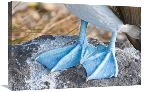 Global Gallery GCS-397352-2030-142 20 x 30 in. Blue-Footed Booby Feet&