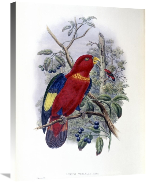 Global Gallery GCS-277743-30-142 30 in. Blue-Thighed Lory Art Print - 