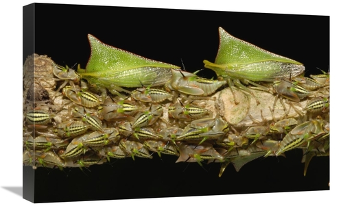 Global Gallery GCS-453209-1624-142 16 x 24 in. Treehopper Adults & Nym
