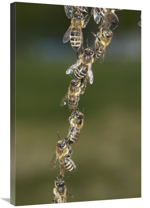 Global Gallery GCS-453385-2436-142 24 x 36 in. Honey Bee Chains Made t