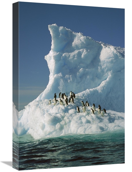 Global Gallery GCS-397790-1624-142 16 x 24 in. Adelie Penguin Group Ri