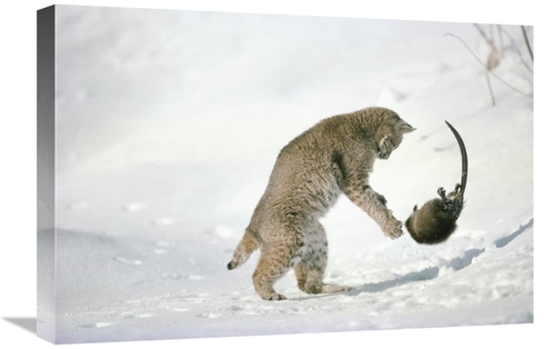 Global Gallery GCS-397992-1624-142 16 x 24 in. Bobcat Hunting Muskrat 