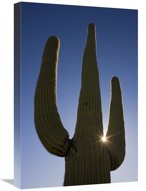 Global Gallery GCS-395324-1624-142 16 x 24 in. Saguaro Cactus & Sun&#4