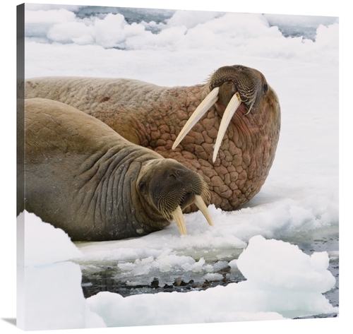 Global Gallery GCS-452706-3636-142 36 x 36 in. Walrus Male & Female on