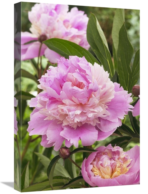 Global Gallery GCS-398386-1624-142 16 x 24 in. Peony Mme Emile Debaten