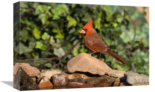 Global Gallery GCS-453350-1218-142 12 x 18 in. Northern Cardinal Male&