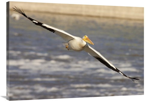 Global Gallery GCS-395427-40-142 40 in. American White Pelican Flying&