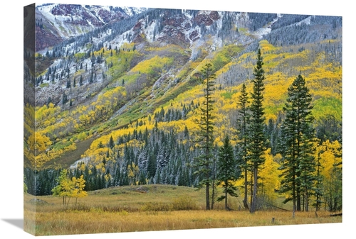 Global Gallery GCS-396832-1824-142 18 x 24 in. Aspen Grove in Fall Col