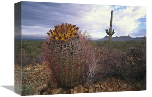 Global Gallery GCS-452028-1216-142 12 x 16 in. Saguaro & Giant Barrel 