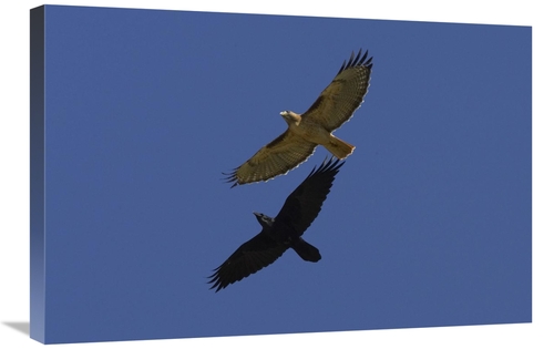 Global Gallery GCS-450886-2030-142 20 x 30 in. Red-Tailed Hawk & Commo