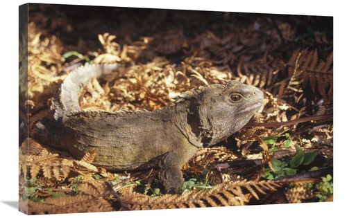 Global Gallery GCS-451174-2030-142 20 x 30 in. Tuatara 70 Year Old Mal
