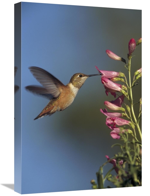 Global Gallery GCS-396300-1624-142 16 x 24 in. Rufous Hummingbird Feed