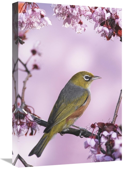 Global Gallery GCS-397459-1624-142 16 x 24 in. Silvereye on Cherry Blo