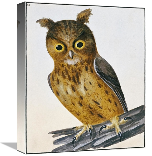 Global Gallery GCS-266769-16-142 16 in. Owl Art Print - William Lewin