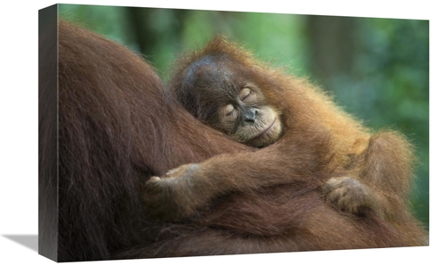 Global Gallery GCS-395869-1218-142 12 x 18 in. Sumatran Orangutan Two 