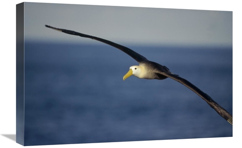 Global Gallery GCS-451367-1624-142 16 x 24 in. Waved Albatross Flying&
