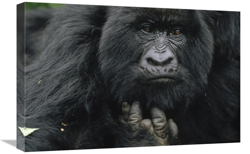 Global Gallery GCS-452775-1624-142 16 x 24 in. Mountain Gorilla Showin