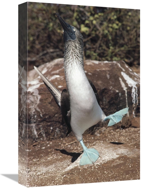 Global Gallery GCS-451277-1218-142 12 x 18 in. Blue-Footed Booby Court